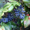 Магония падуболистная