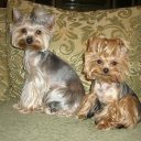 Дарья Дарья