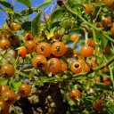 Крыжовник Барбадосский