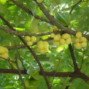 Крыжовник Антильский