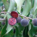 Кетембилла