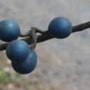 Квандонг голубой