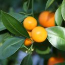 Каламондин