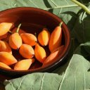 Карика дуболистная