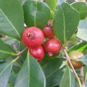 Гуава земляничная