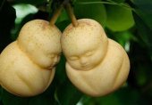 В Китае выращивают Будда-груши