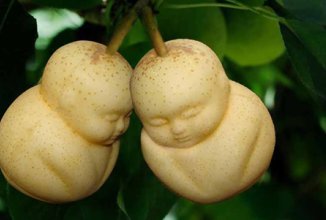 В Китае выращивают Будда-груши