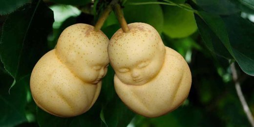 В Китае выращивают Будда-груши