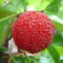 Восковница красная