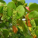 Виноград морской