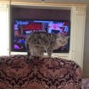 Тамерлан Тамерланова