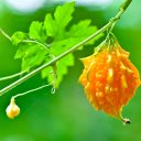 Тыква китайская горькая