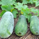 Тыква восковая