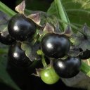 Сараха съедобная