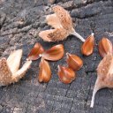 Буковый орех