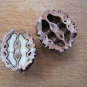 Маньчжурский орех