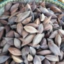 Канариум филиппинский