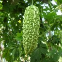 Момордика (индийский огурец)