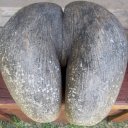 Сейшельский орех