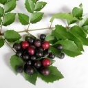 Чилийский лесной орех