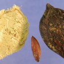 Тропический миндаль