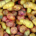 Кислица клубненосная