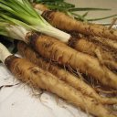 Козлобородник пореелистный