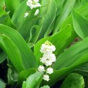 Первоцвет (примула)