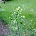 Пастушья сумка