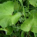 Мать-и-мачеха