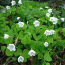 Кислица (заячья капуста)