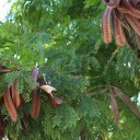 Анаденантера