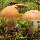 Колпак кольчатый