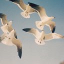 Синтия Клаус