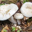 Груздь перечный