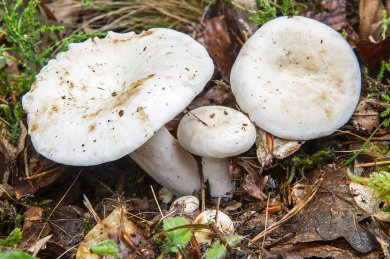 Груздь перечный