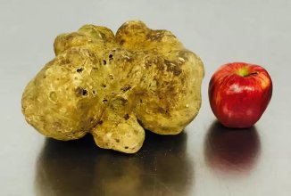 Продан белый трюфель за 61 250 долларов