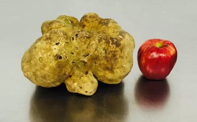 Продан белый трюфель за 61 250 долларов