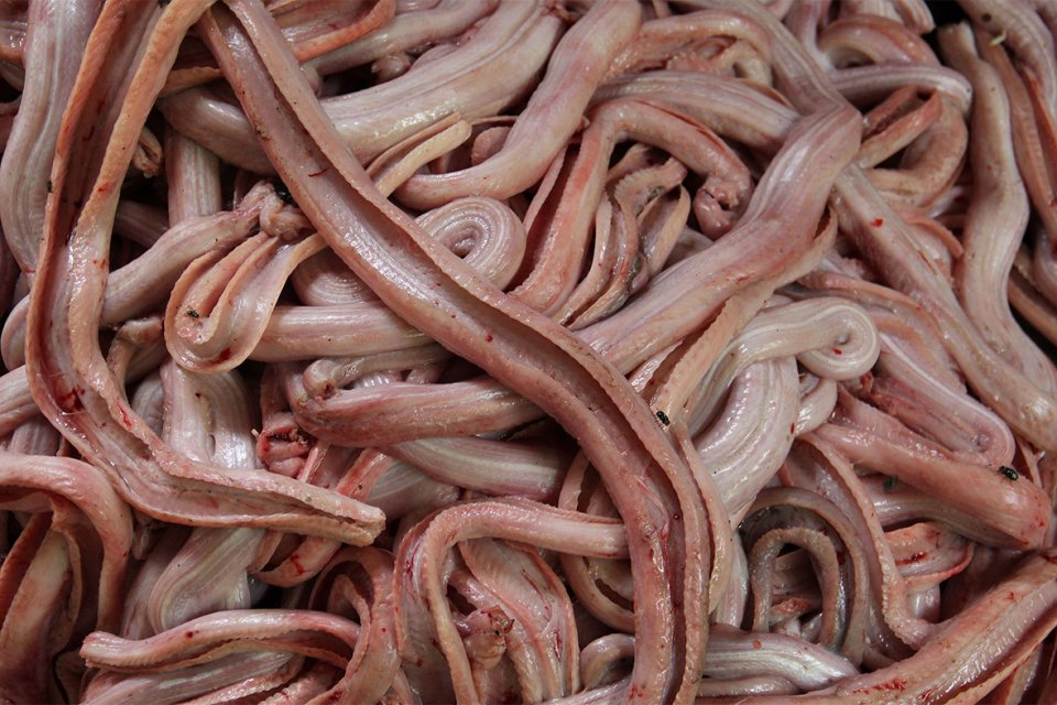 Змеиное мясо описание, состав, калорийность и пищевая ценность