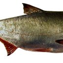 Толстолобик