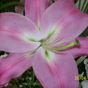 Лариса Кравченко