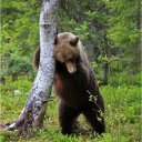 ШК Медвежонок