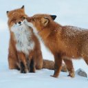 Елена Великанова Елена Великанова