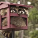 Галина Бурдельная