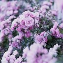 Инна Фоменко