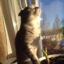 Светлана Савенкова