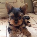 Яна Шибанова