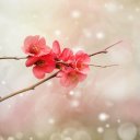 Светлана Стрикун