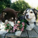 Алина Керимова