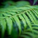 ლა ნიტა ლა ნიტა